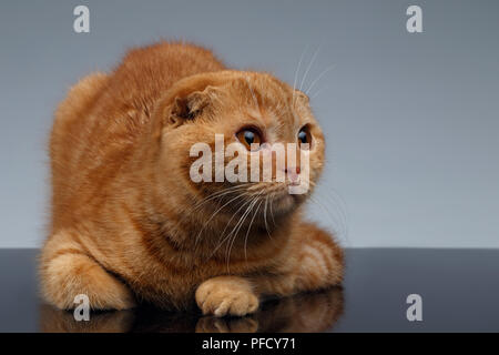 Lo zenzero Scottish Fold Cat giace su uno sfondo grigio Foto Stock