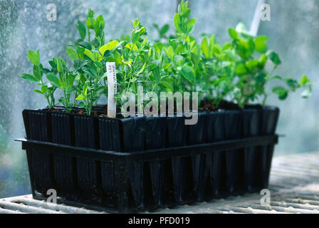 Lathyrus odoratus, Matucana o pisello dolce piantine in root formatori, vista frontale. Foto Stock