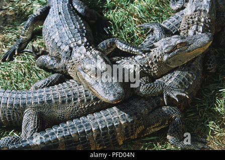 Stati Uniti d'America, Colorado, Mosca, alligatore Farm, alligatori in sun, close up Foto Stock