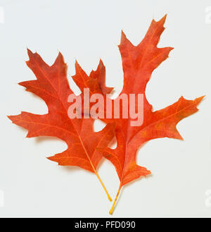 Quercus coccinea 'Splendens', Scarlet Quercia, due rosse foglie di autunno, vicino. Foto Stock
