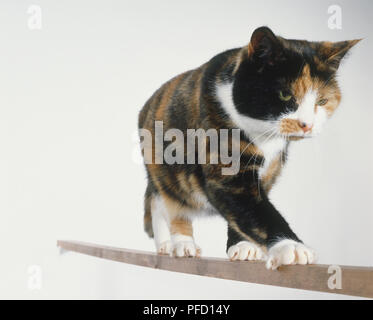 Tartaruga Cat (Felis sylvestris catus) camminando sulla trave di legno e a basso angolo di visione. Foto Stock