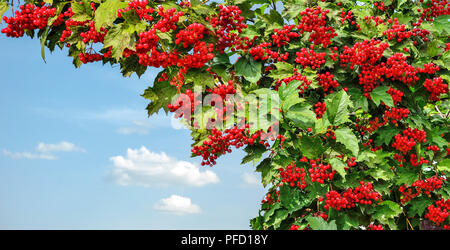 Viburnum (viburnum opulus) boccola con bacche rosse e verdi foglie su un cielo blu sfondo con spazio per il testo. Motivo autunnali e ricco autunno harves Foto Stock