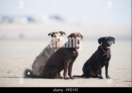 Due Labrador Retriever e un misto di cane di razza seduti fianco a fianco su una spiaggia Foto Stock