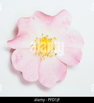 Rosa canina, fiore della rosa canina, vista aerea, rosa pallido petali con centro di colore giallo. Foto Stock