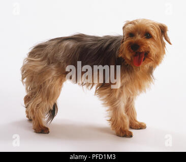 Yorkshire Terrier cucciolo, in piedi, la linguetta sporgente Foto Stock