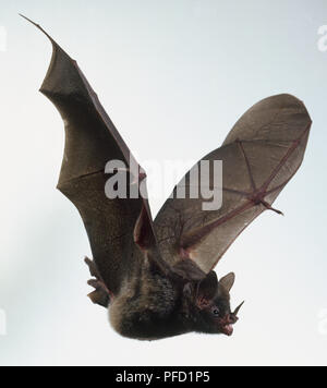 Seba di breve-tailed Bat (Carollia perspicillata) in volo, vista laterale Foto Stock