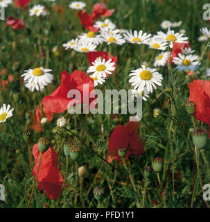Red poppies and white daisies growing in corn field Foto Stock