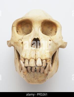 Cranio di uno scimpanzé, vista frontale Foto Stock