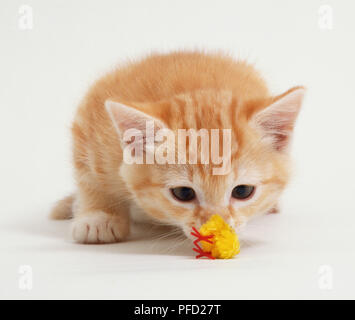 Dieci settimane vecchio cucciolo di zenzero (Felis silvestris), accovacciato sul pavimento, lo sniffing in soffice giocattolo giallo pulcino, vista frontale Foto Stock