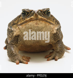 Vista anteriore della canna da zucchero Toad (Bufo marinus) Foto Stock