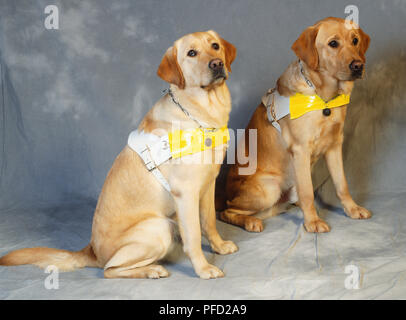 Due seduta Golden Retriever cani guida. Foto Stock