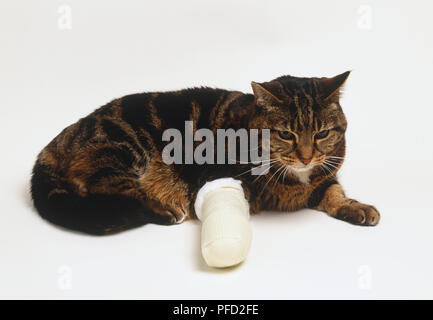 Tabby Cat (Felis silvestris catus) giacente sulla sua parte anteriore con una delle sue gambe avvolto in un bendaggio, vista laterale. Foto Stock