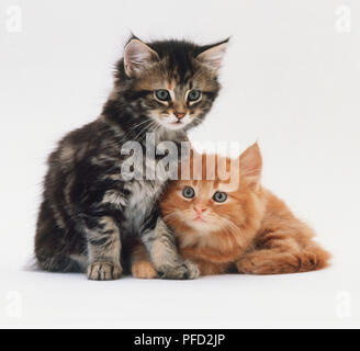 Due giovani gatti, uno zenzero, uno tabby, accovacciato fianco a fianco Foto Stock