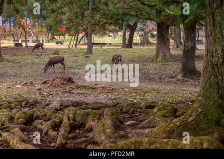 Cervi in Kasuga Taisha, Nara, Kansai, Giappone Foto Stock
