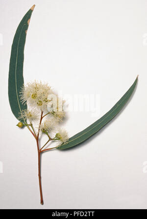 Eucalyptus camaldulensis, gomma rossa ramoscello con due lunghi verde-grigio di foglie e di un piccolo cluster di crema feathery stami in fiore. Foto Stock