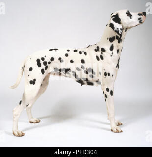 Cane dalmata (canis familiaris) Foto Stock