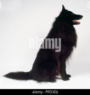 Un Groenendael muscolare cane con un denso mantello nero si siede sulle zampe posteriori. Foto Stock