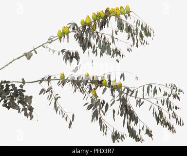 Numero elevato di giallo di pappagalli (Melopsittacus undulatus) sono ' appollaiati in una struttura ad albero. Foto Stock