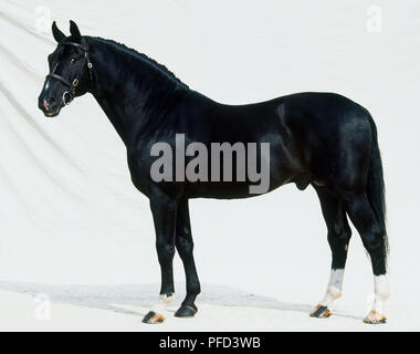 Un nero Hanoverian stallone, vista laterale Foto Stock
