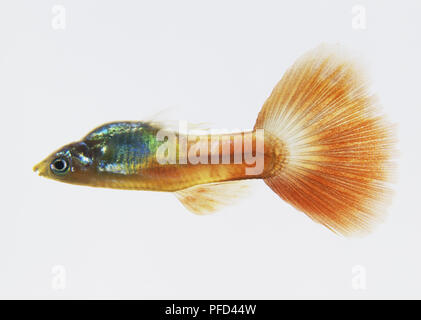Femmina arancione Guppy pesce (Poecilia reticulata), vista laterale Foto Stock