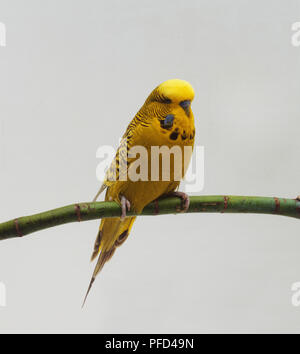 Un giallo Budgerigar (Melopsittacus undulatus) appollaiate su un ramoscello verdeggiante, vista frontale Foto Stock