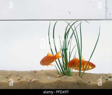 Goldfish nuoto tra ance Foto Stock