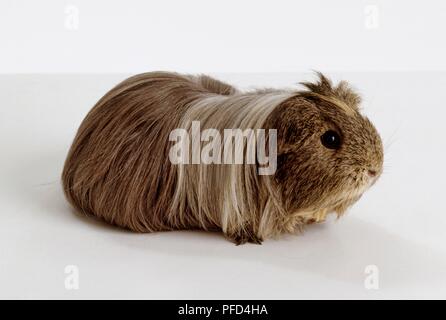 Con i capelli lunghi peruviano grigio cavia Foto Stock