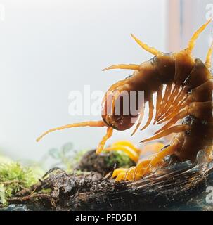 Il Gigante amazzonico (Centipede Scolopendra gigantea) visto dal lato inferiore Foto Stock
