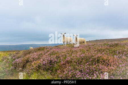 Pecore Texel, una pecora e il suo quasi cresciuto agnello si fermò in viola heather su Penhill nel Yorkshire Dales, UK. Orizzontale. Foto Stock