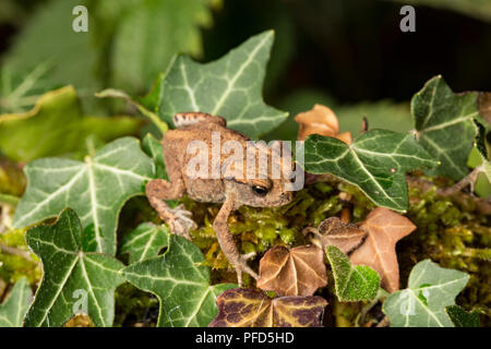 Un giovane comune o il rospo europea, Bufo bufo, poggiante su ivy Fotografato di notte in un giardino in Lancashire North West England Regno Unito GB Foto Stock