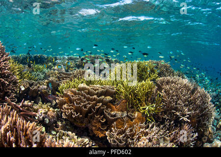 Incontaminato, bella e poco profonda Coral reef in acqua chiara con molte castagnole & butterflyfish. Parco Nazionale di Komodo, Indonesia Foto Stock