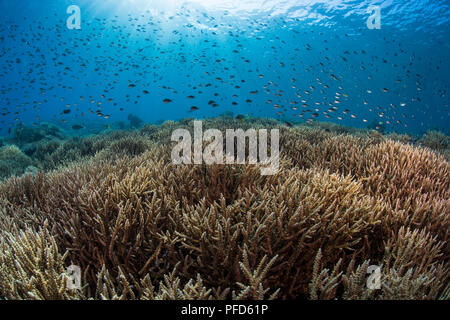 Immacolate, fondale Coral reef in acqua chiara con molte castagnole. Parco Nazionale di Komodo, Indonesia Foto Stock