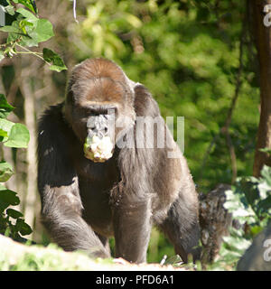 Gorilla presso lo Zoo di Melbourne. Melbourne Foto Stock