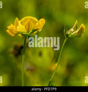 Piedi di Uccelli Fiore Treefoil Foto Stock