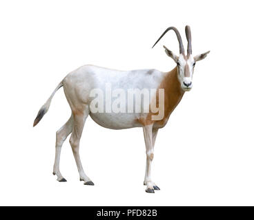 Scimitar cornuto oryx isolati su sfondo bianco Foto Stock