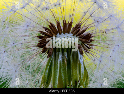 Centro di tarassaco vicino fino in estate Foto Stock