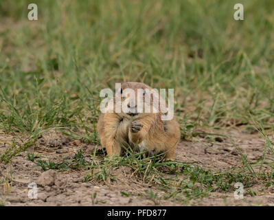 Chubby marmotta faccia in campo Foto Stock