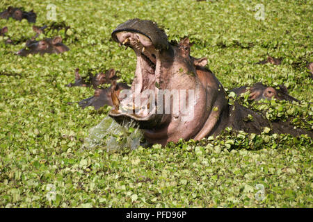 Ippopotamo sbadigli in stagno coperto con acqua giacinti, Masai Mara Game Reserve, Kenya Foto Stock