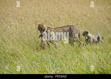 Accompagnato dal suo appetito cub, una femmina di ghepardo porta un appena catturati giovani impala attraverso erba lunga, il Masai Mara Game Reserve, Kenya Foto Stock