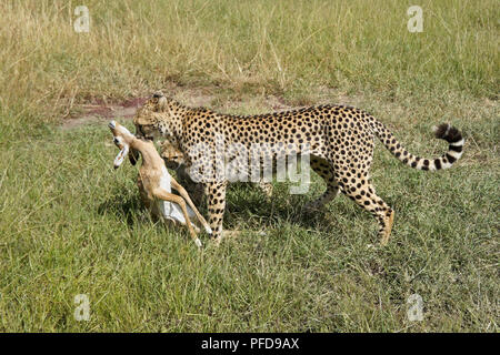 Accompagnato dal suo appetito cub, una femmina di ghepardo porta un appena catturati giovani impala, Masai Mara Game Reserve, Kenya Foto Stock