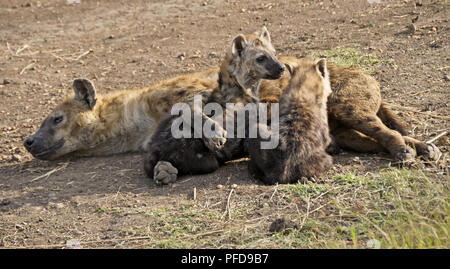 Spotted hyena allattava il cubs, il Masai Mara Game Reserve, Kenya Foto Stock