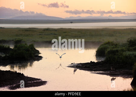 Un garzetta solleva all'alba, con terra della nebbia giacente sulla savana Masai Mara Game Reserve, Kenya Foto Stock