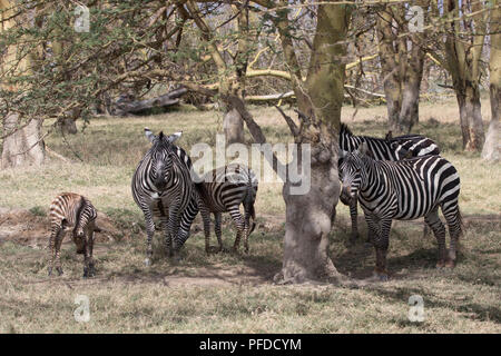 Mandria pianure Zebra che sorge nell'ombra di acacie su una calda giornata di sole Foto Stock