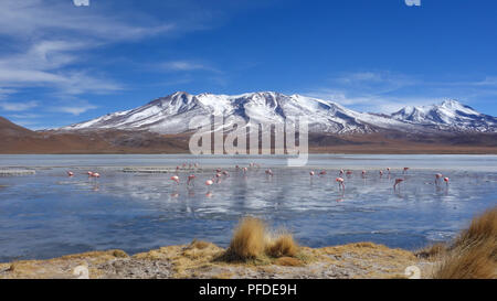 Alimentazione fenicotteri sulle acque congelate di Laguna Hedionda, Sud Lipez, Uyuni, Bolivia Foto Stock