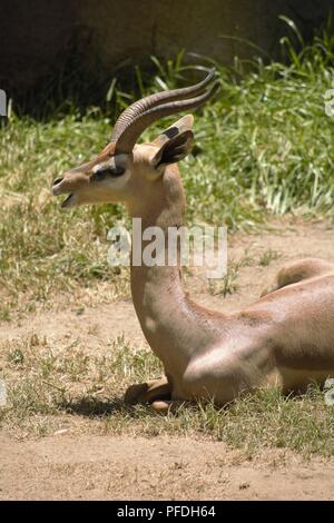 Gerenuk; Litocranius walleri Foto Stock