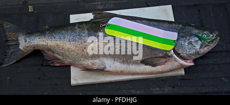 Salmone Tyee Foto Stock