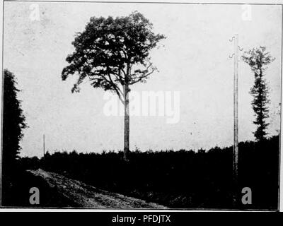 Questo lavoro si concentra sulle foreste della Germania, discutendo le pratiche forestali, la gestione forestale e l'importanza ecologica degli alberi. Include preziose informazioni sugli ecosistemi forestali tedeschi, evidenziando vari tipi di foreste e le tecniche di gestione impiegate per mantenerle. La pubblicazione fornisce anche una panoramica storica delle pratiche forestali e del loro sviluppo in Germania. Foto Stock