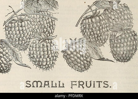 . Descrittivo e catalogo illustrato : frutta e alberi ornamentali, arbusti, piante, ecc. Vivai (orticoltura) Ohio cataloghi; alberi da frutto piantine Cataloghi Cataloghi di frutta; piante ornamentali, cataloghi; fiori cataloghi. 28 descrittivi e Illustkatbd Catalogo del. I piccoli frutti come fragole, lamponi, Blackbetries, uva spina, ribes, ecc., la maturazione a partire dal primo di giugno fino all'autunno, sono ovunque in grado di suc- cessful coltivazione, e resa resi di grandi dimensioni relativamente piccole spese. Tliey dovrebbero avere un posto in ogni giardino. Poiché l'introduzione di auto-saldatura Foto Stock