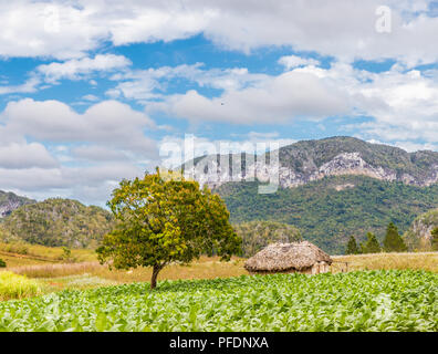 Una tipica vista in Vinales Valley in Cuba. Foto Stock