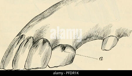 . Dentizione come indicativo dell'età degli animali della fattoria. Animali domestici -- Età; denti. degli animali della fattoria. 31 trace rimanente. I piccoli cerchi in tlie tabelle dei denti si limita a indicare l'apice del cono invertito in cui infundibulnm originariamente esisteva, e qualsiasi buon osservatore guardando le due bocche potrebbe decidere che " il Cremlino " era più vecchio di " Epiro." Tuttavia, è quasi certo che entrambi i cavalli erano della stessa età e sia molto più vecchie rispetto ai denti indicato loro di essere. Un metodo per giudicare l'età del cavallo fino a trent'anni Foto Stock